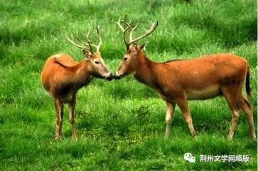 今晚正版四不像一肖图软件优势|时代资料解释落实_战略版.4.327